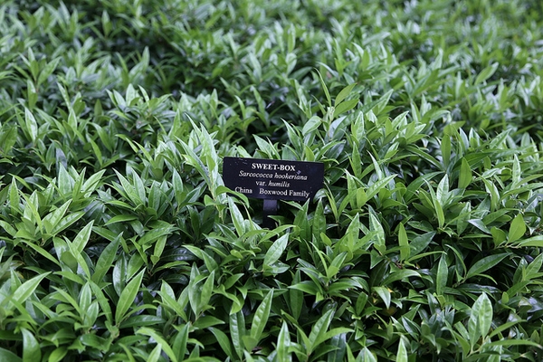 Sarcococca hookeriana var. humilis