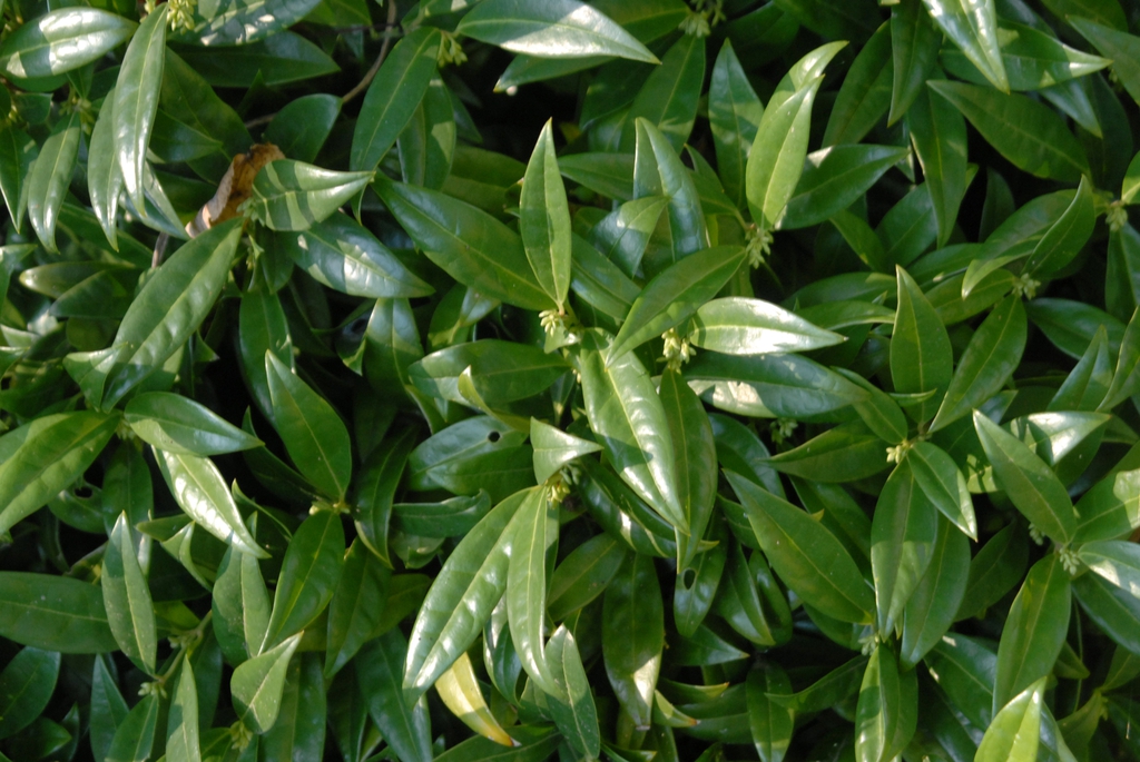 Sarcococca hookeriana var humulis
