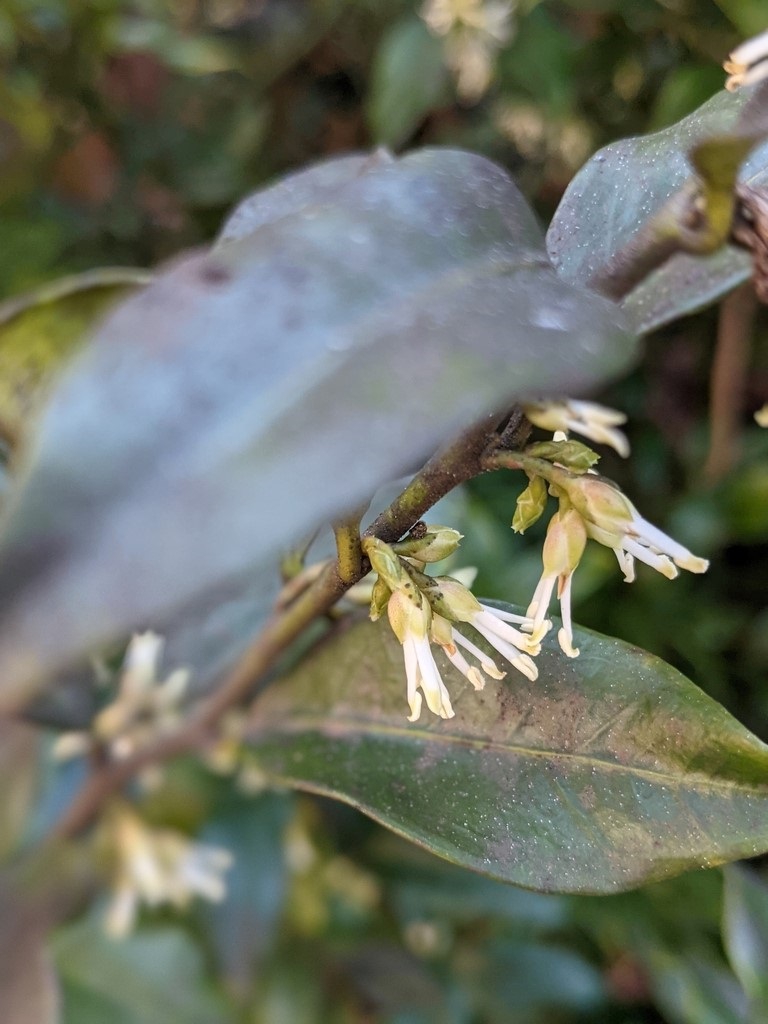 Sarcococca hookeriana
