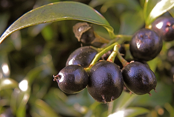 Sarcococca hookeriana