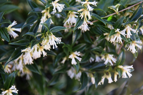 Sarcococca hookeriana