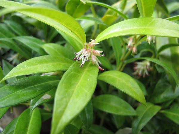 Sarcococca hookeriana 