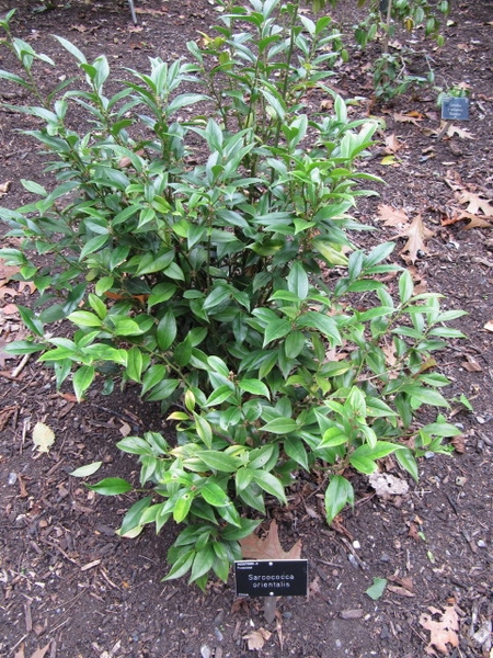 Sarcococca orientalis