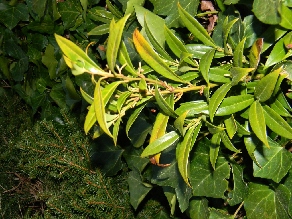 Sarcococca ruscifolia