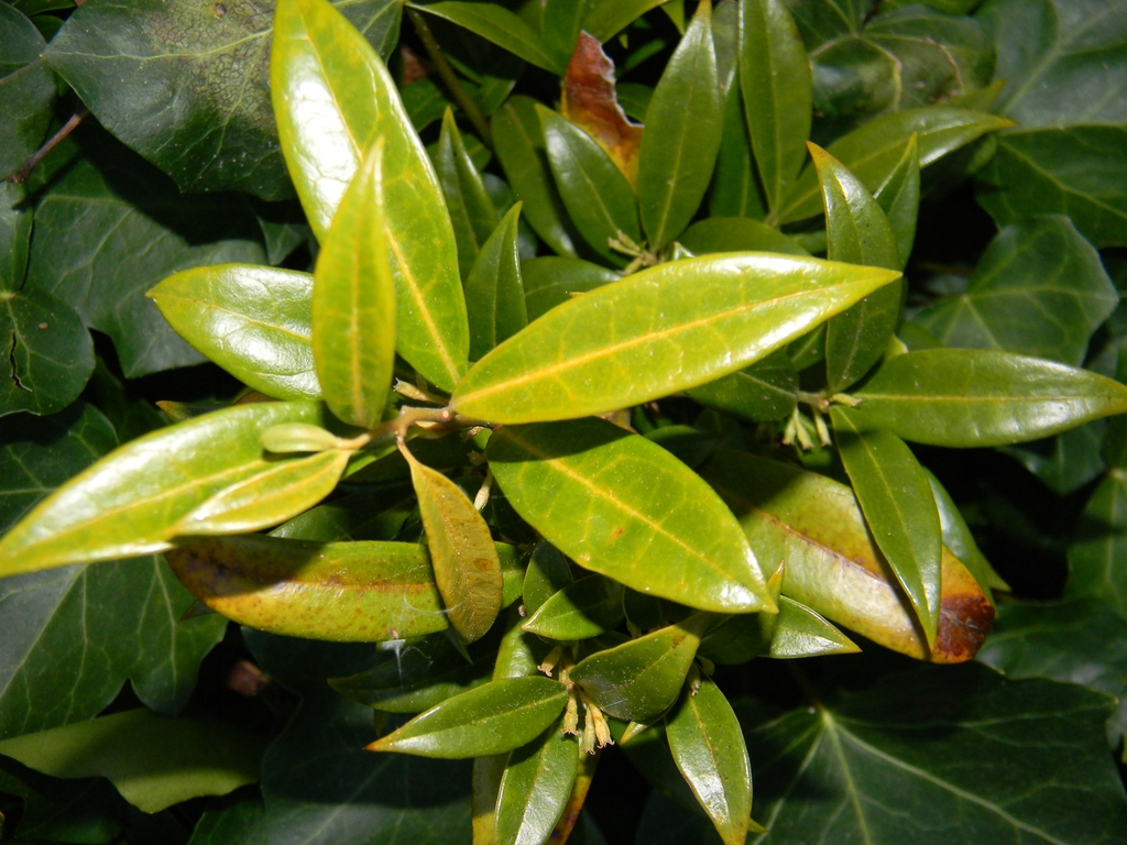 Sarcococca ruscifolia