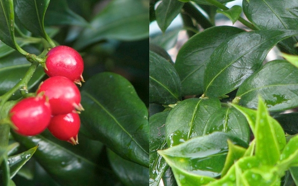 Sarcococca ruscifolia