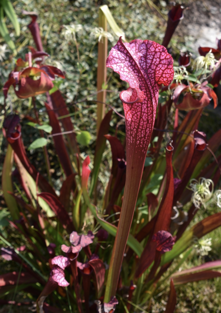 Erect, red pitchers with dark red venation.