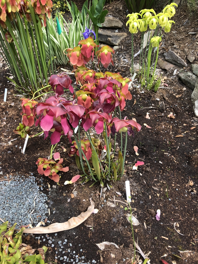 Cluster of red, downward-facing flowers.