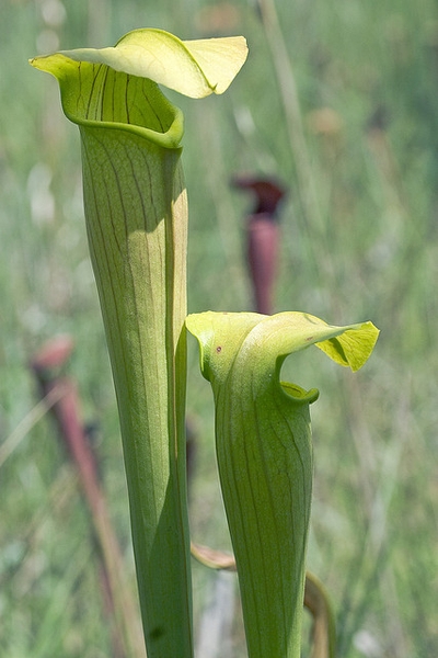 Close-up on the hooded open ends of two pitchers.