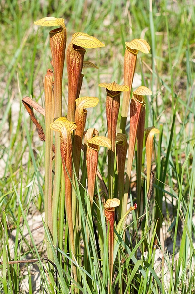 A stand of pitchers in the wild. Pitchers have red veins.