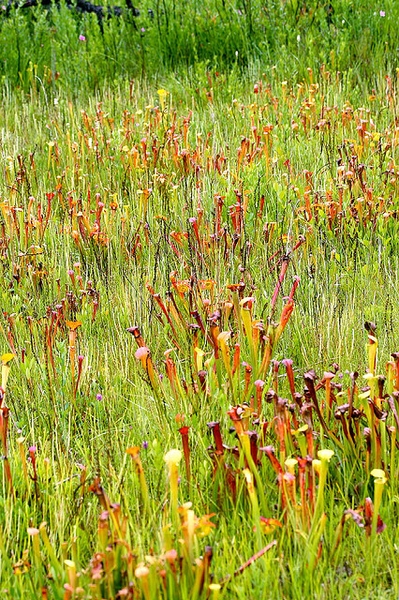 Sarracenia alata