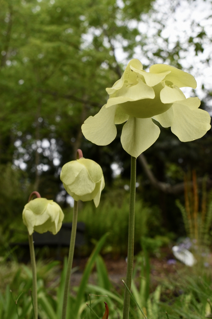 Form