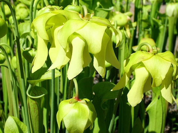 Close-up of the flowers with pendulous yellow sepals & petals