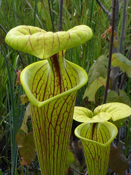 Close-up on yellow-green, lidded pitchers with red veins.