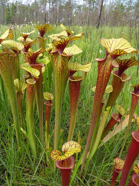 Side view of yellow-green, lidded pitchers with dense red veins.
