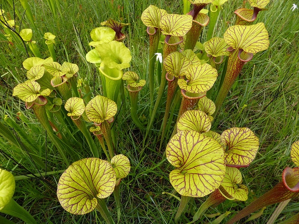 top view of yellow-green, lidded pitchers with red veins.