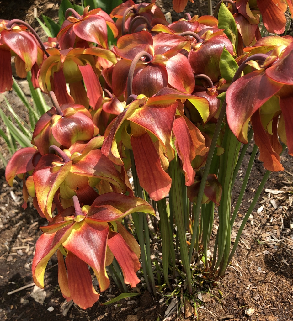 Large pendulous yellow flowers deeply flushed with red.