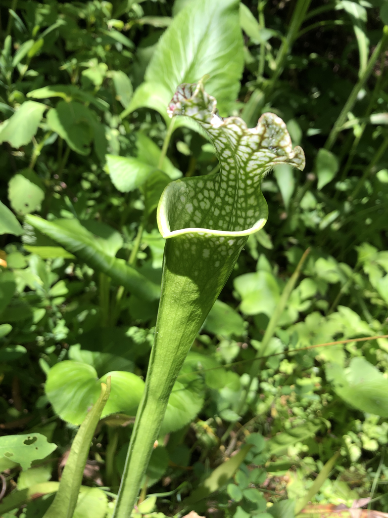 Sarracenia