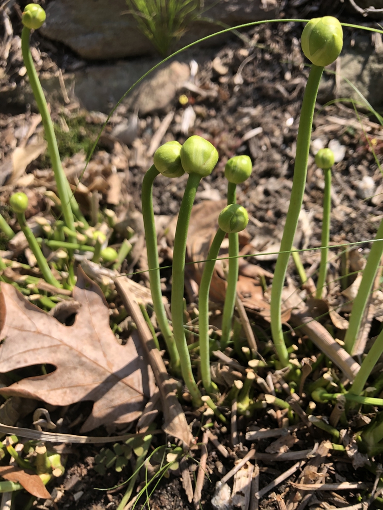 Form