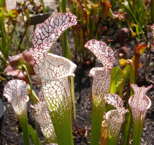 Sarracenia leucophylla