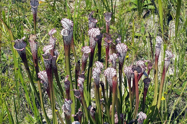 Stand of pitchers in the wild. They have white tops & red veins.
