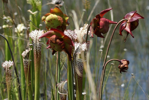 White-topped pitcher & red, nodding flowers.