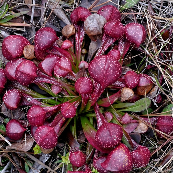 Rosette of red, procumbent pitchers with ballon-like hoods.
