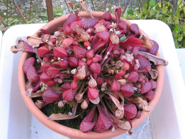 Dense rosetted of procumbent red pitchers with white spots.