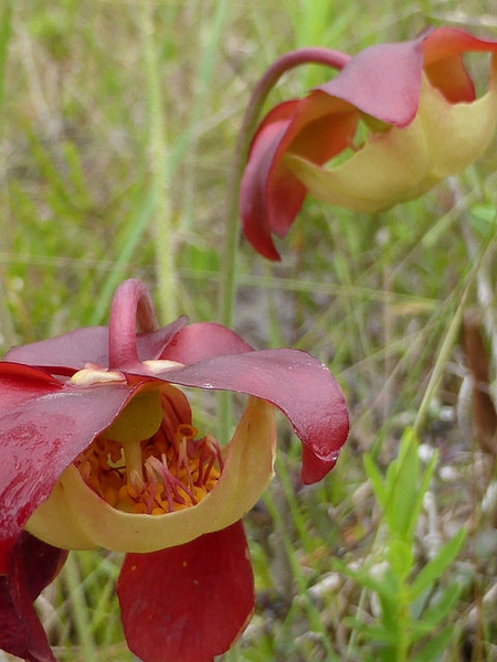 Sarracenia psittacina
