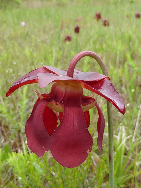 Solitary, nodding flower with spreading sepals & drooping petals