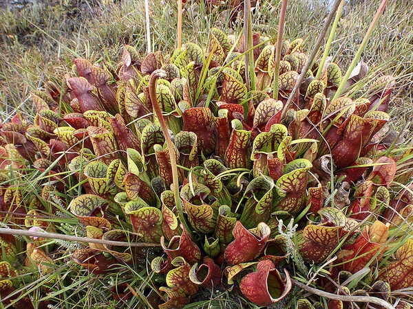 Dense clump of green and red-veined pitchers in the wild.