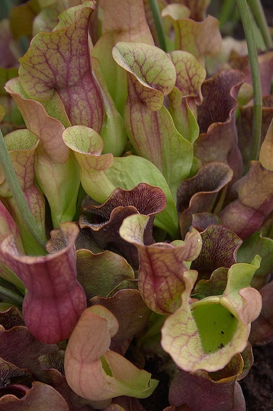 Dense stand of green and red pitchers with flared lids.