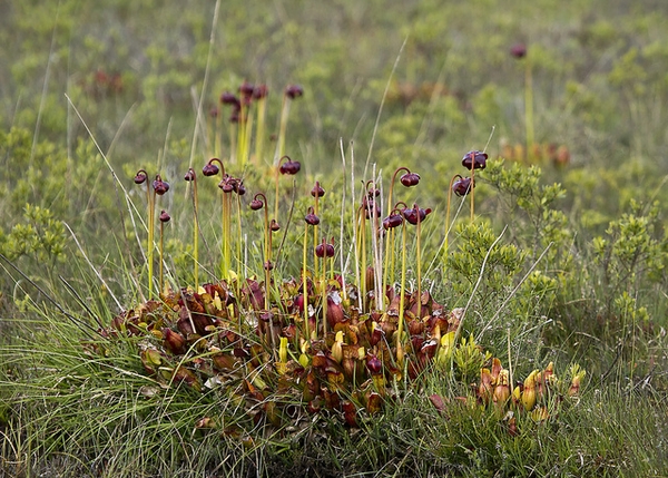 Dense clump of green & red-veined pitchers; nodding red flowers