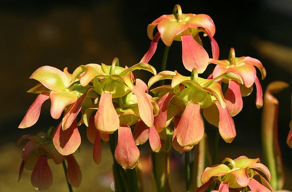 A group of pendulous flowers with pinkish spatulate petals.