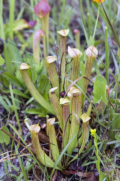 Cluster of erect, lidded pitchers with red veins.