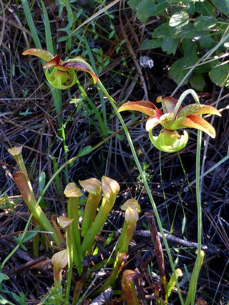 Old flowers (petals fallen) overtopping lidded pitchers.
