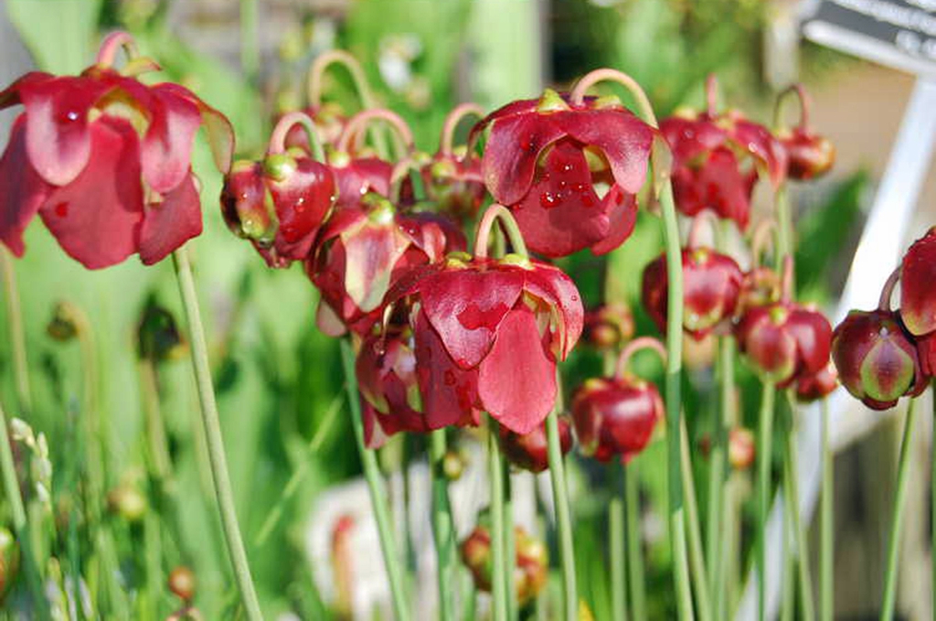 Group of solitary, down-facing flowers with red petals & sepals