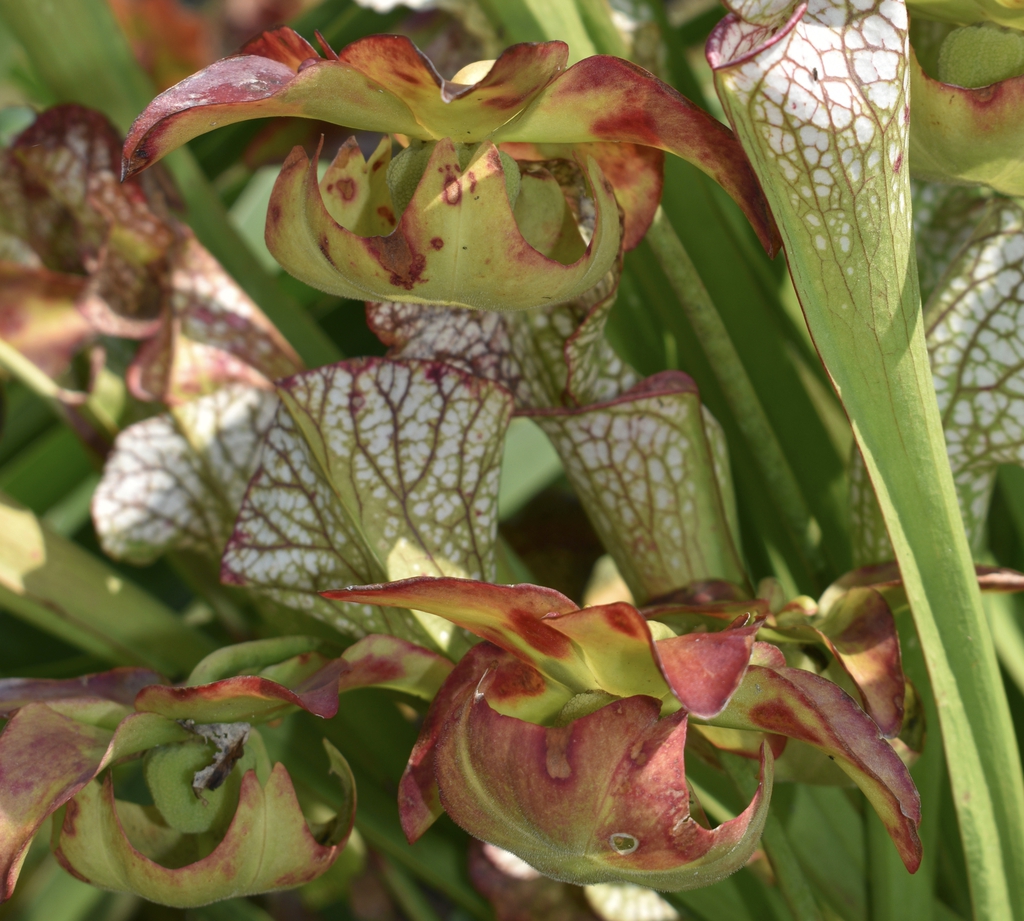 Snow Goose - Form - Aug. `12 - Wake Co., NC