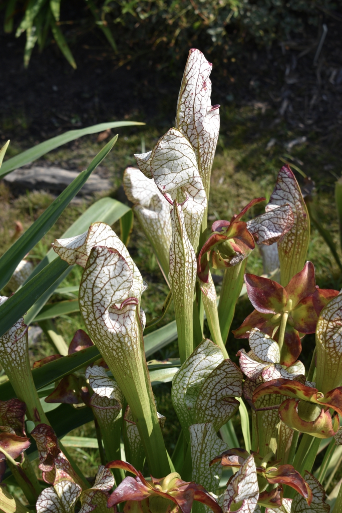 Erect, white-topped pitchers with dark red & green venation.