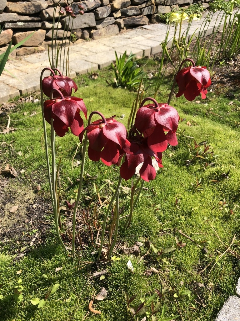 Cluster of red, downward-facing flowers.