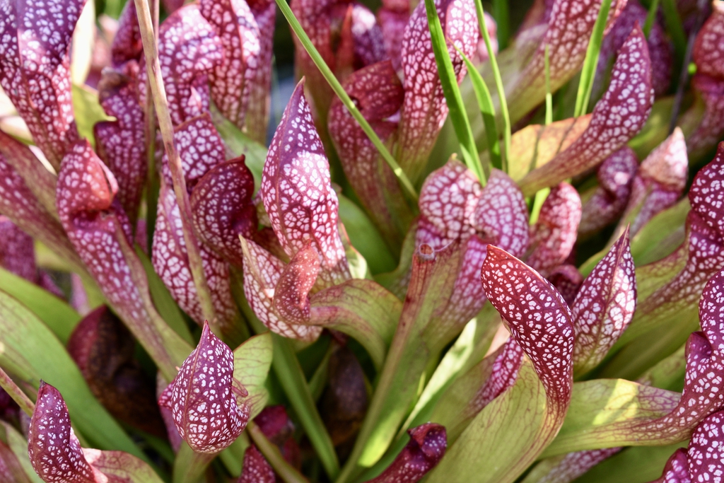 Close-up on hooded tops of the pitchers, red with white spots