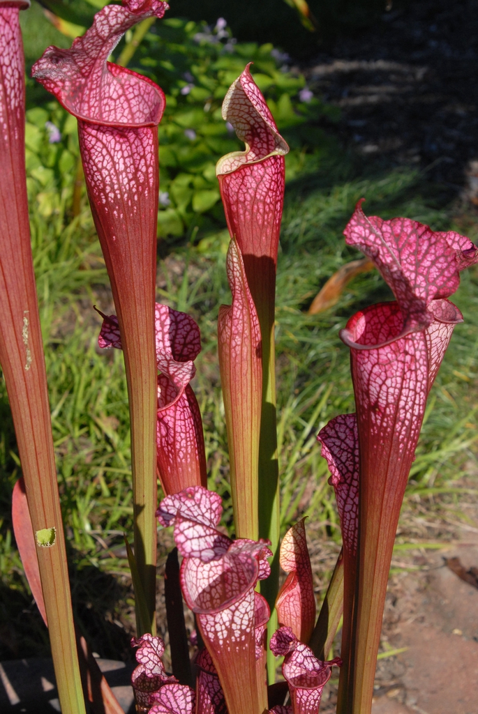 Deep red, veined, erect pitchers.