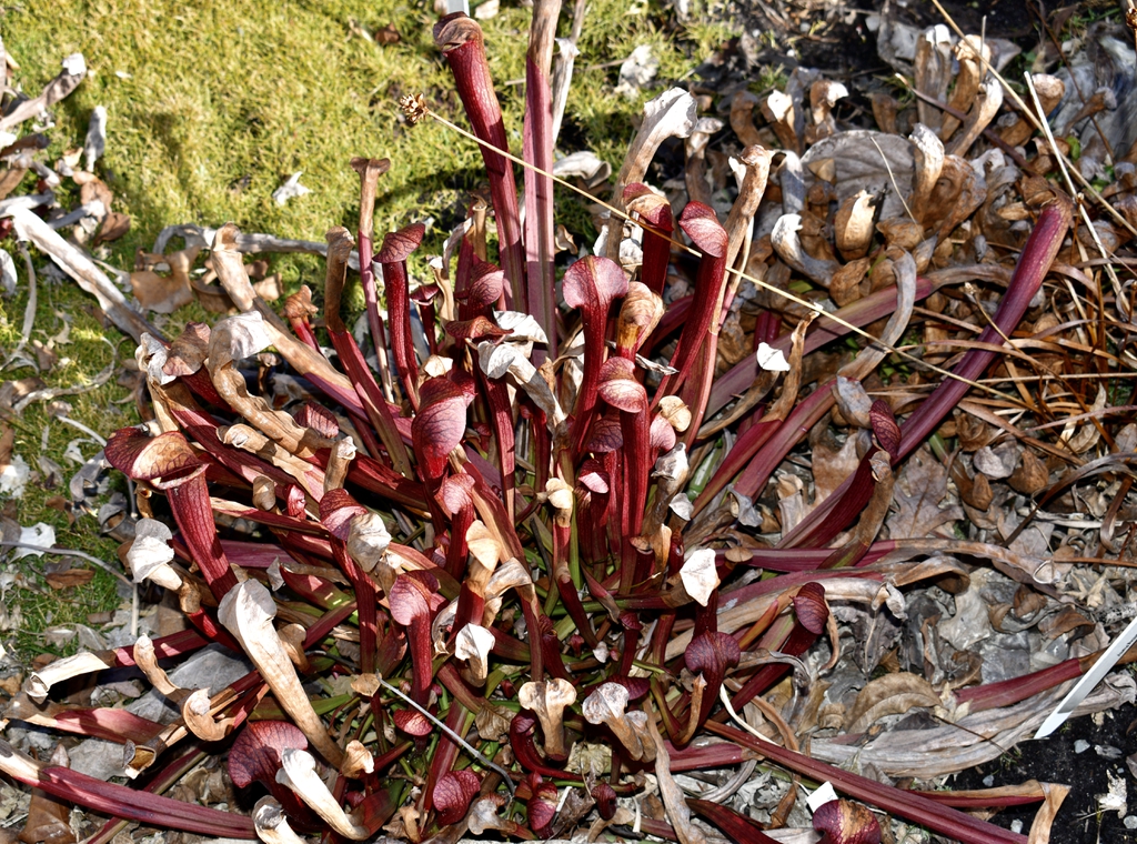 Sarracenia