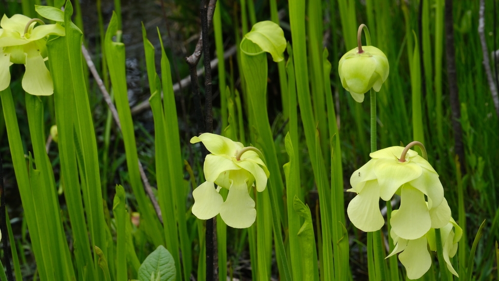 A group of large, pendulous flowers with pale yellow perianths