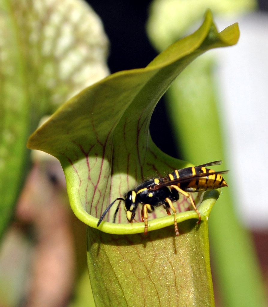 Sarracenia alata
