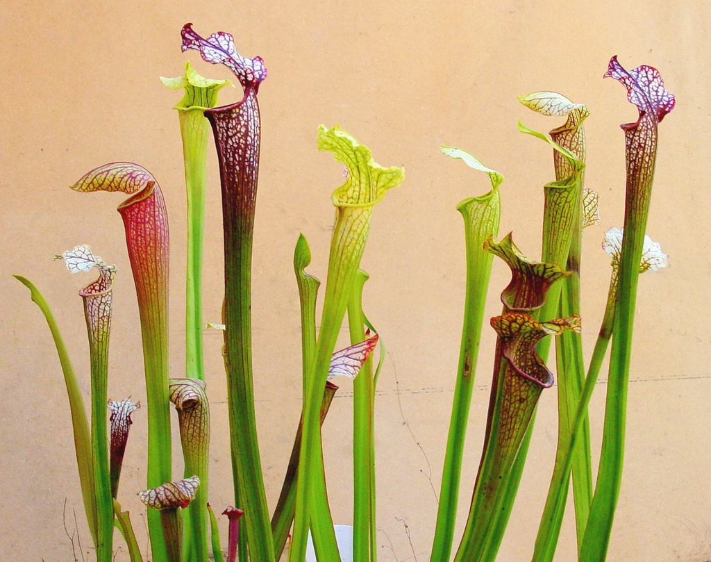 Sarracenia with colorful features