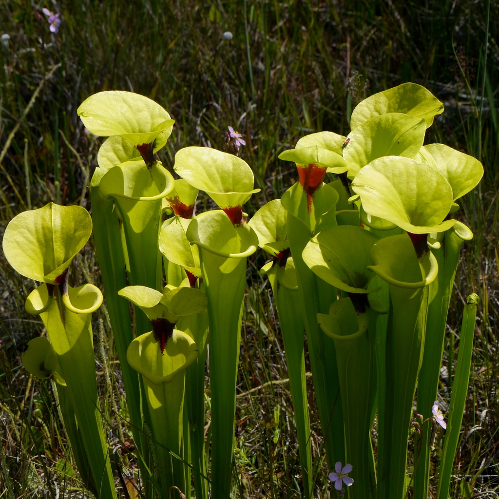A stand of greenish yellow pitcher plants.