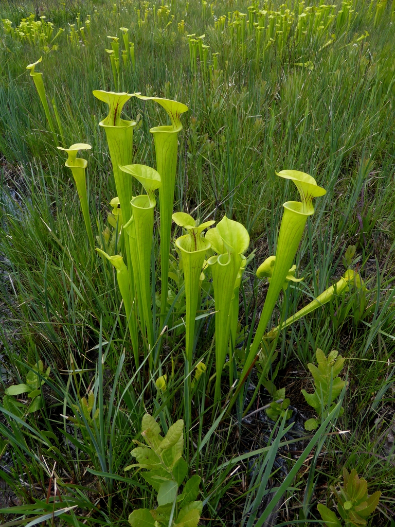 A stand of greenish yellow pitcher plants.