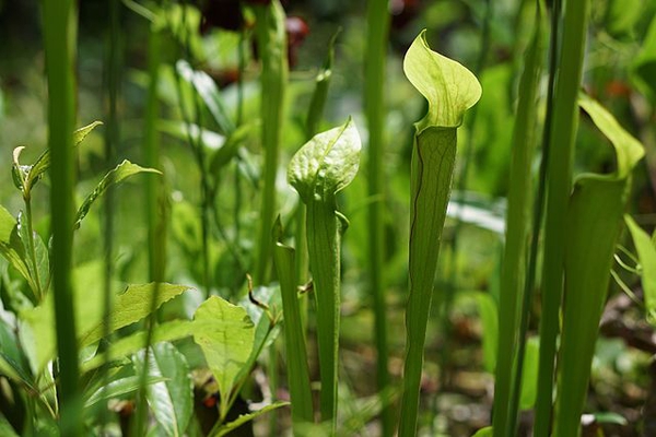 Erect, green, lidded pitchers with red veins.