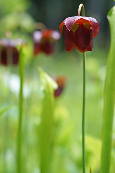 Deep red, pendulous, solitary flowers.